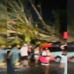 Vendaval derruba árvores e provoca danos em carros e barracas em Trancoso