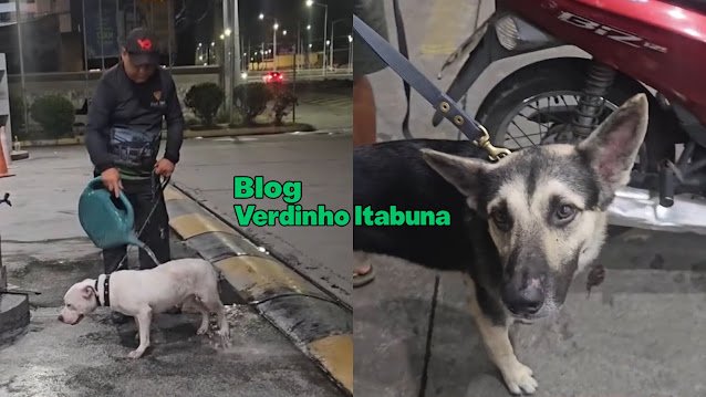 Dois cães são deixados trancados em carro abandonado em frente a farmácia e são resgatados após mobilização