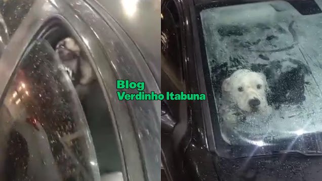 Dois cães são deixados trancados em carro abandonado em frente a farmácia e são resgatados após mobilização